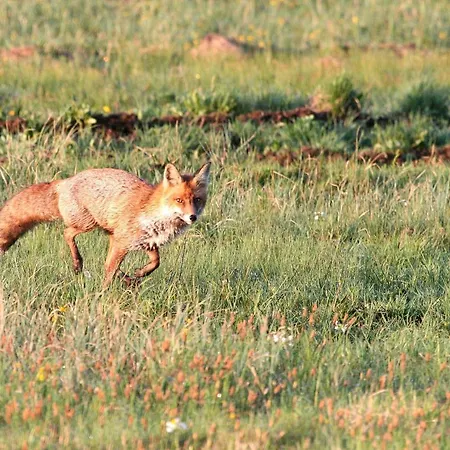 Zurawia Laka ロッジ