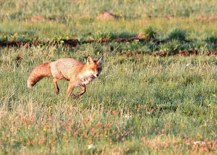Zurawia Laka Деревянный коттедж