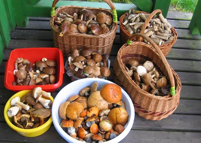 Domek letniskowy żurawia łąka